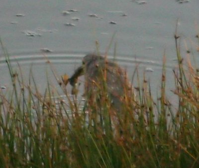 Juvenile Black-crowned Night Heron eating a frog