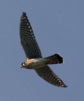 American Kestrel