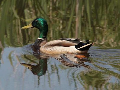 Swans Geese & Ducks