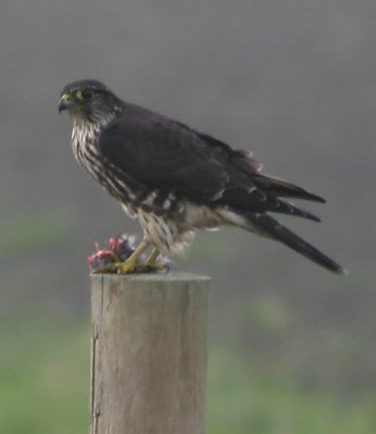 Merlin
