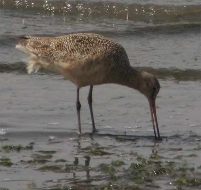 m-godwit-0985.jpg