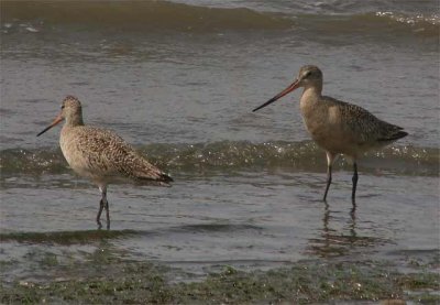 m-godwit-0992.jpg