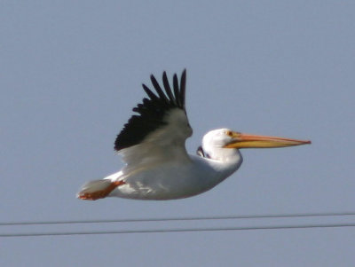pelicans-5982.jpg