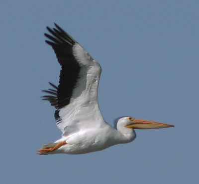 pelicans-5984.jpg