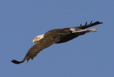 eagle-8908.jpg