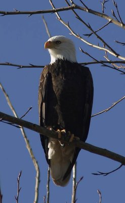 eagle-9613.jpg