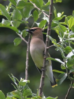 Waxwings