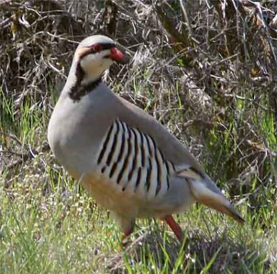 chukar-0829.jpg