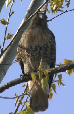 Red-tailed Hawk