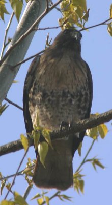 Red-tailed Hawk