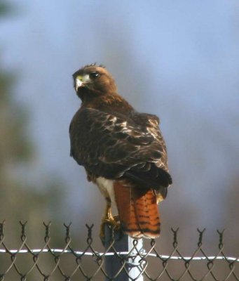 Red-tailed Hawk