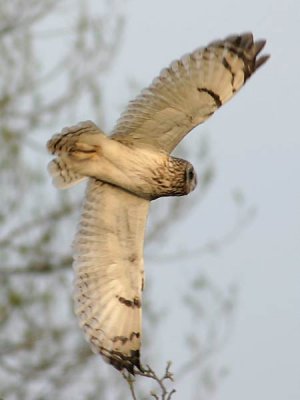 se-owl-2012.jpg