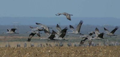 shcrane-0700.jpg