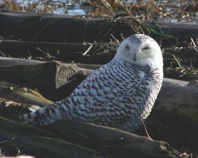 Snowy Owl - Boundary Bay, B.C.