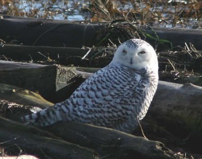 Snowy Owl - Boundary Bay, B.C.