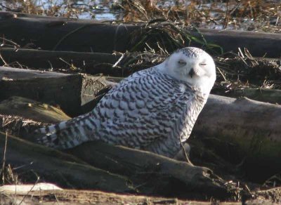 Snowy Owl - Boundary Bay, B.C.