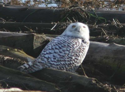 Snowy Owl - Boundary Bay, B.C.