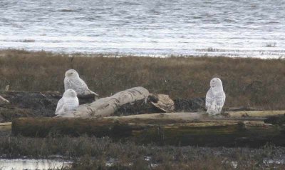 Snowy Owls - Boundary Bay, B.C.