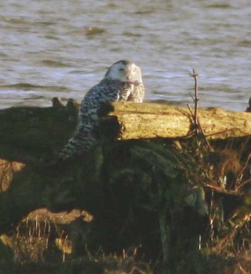 Snowy Owl - Boundary Bay, B.C.