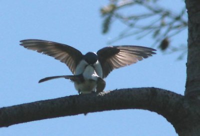 tree-swallows-mating-2015.jpg