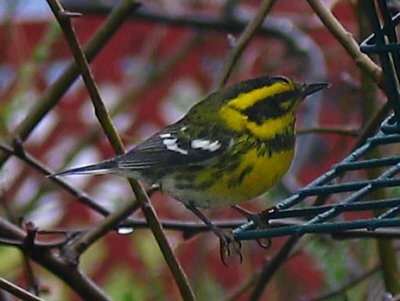 Warbler2.jpg