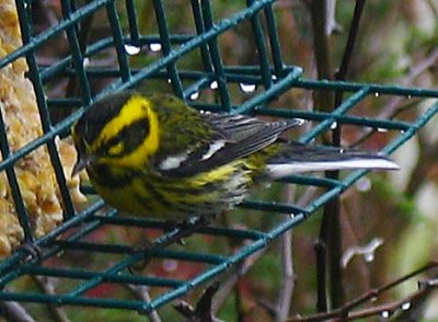 Warbler3.jpg