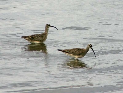 whimbrel-1315.jpg
