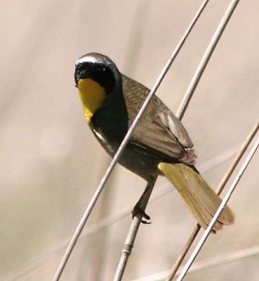 yellowthroat-2199.jpg