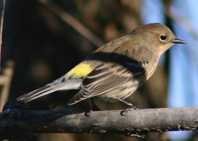 yel-rump-warbler-2726.jpg