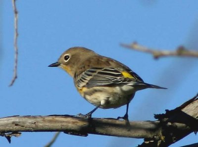 yel-rump-warbler-2739.jpg