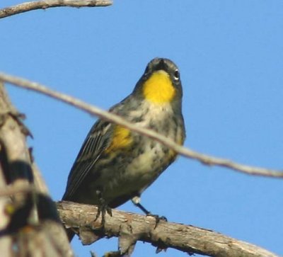 Warblers