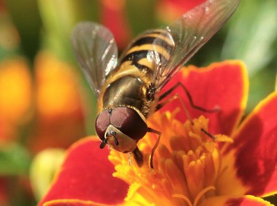 American Hover Fly