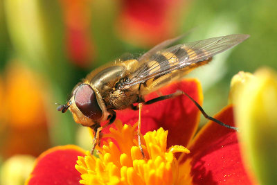 American Hover Fly