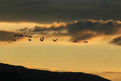 Sandhill Cranes