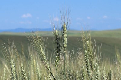 Wheat Ripening under the Palouse Sun