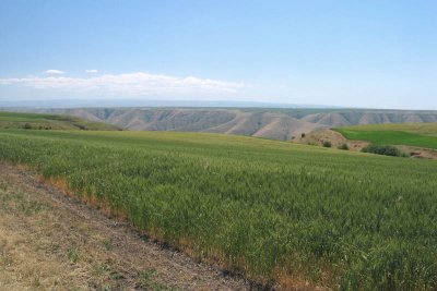 Palouse Farming