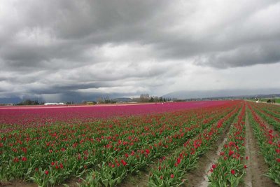 Tulips & Clouds