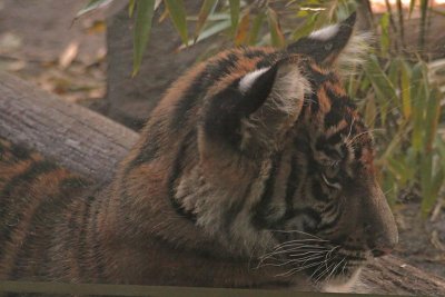 Sumatran Tiger