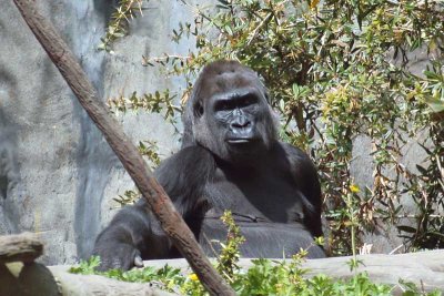 Western Lowland Gorilla