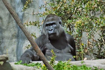 Western Lowland Gorilla