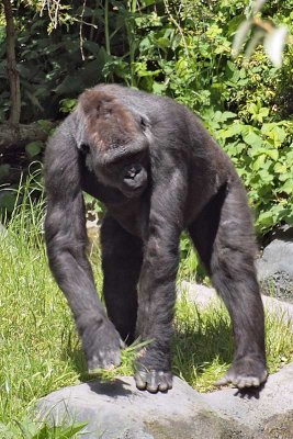 Western Lowland Gorilla