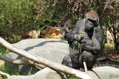 Western Lowland Gorilla