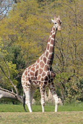 Giraffe