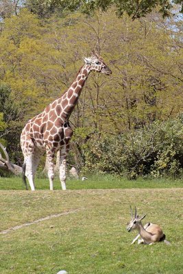 Giraffe & Gazelle