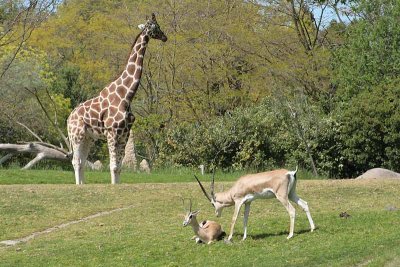 Giraffe & Gazelles