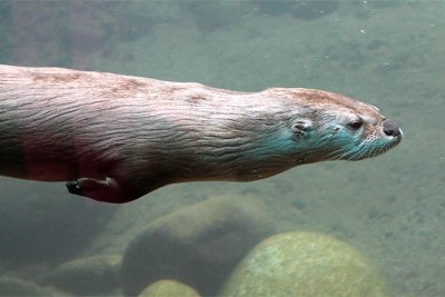 River Otter