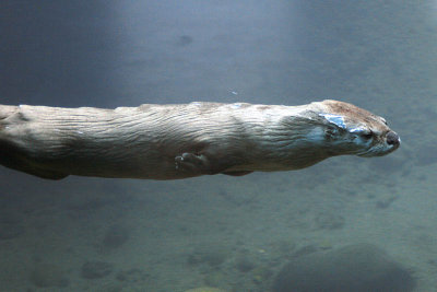 River Otter