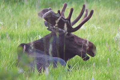 Bull Moose Resting at Twilight