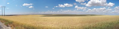 Ripening Wheat near Lind Washington