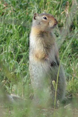 Columbian Ground Squirrel